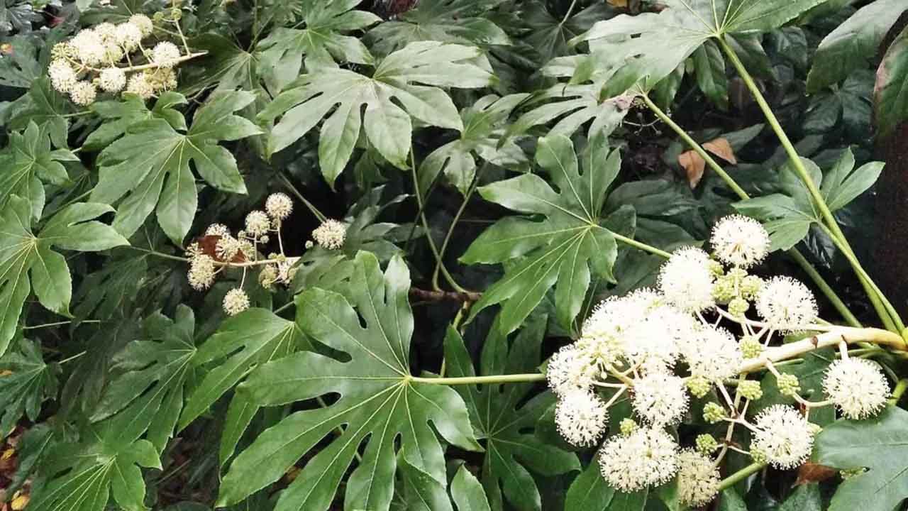 八角金盘