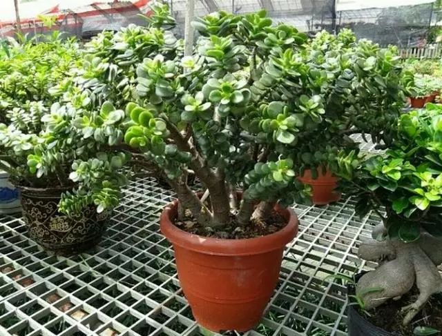 玉树