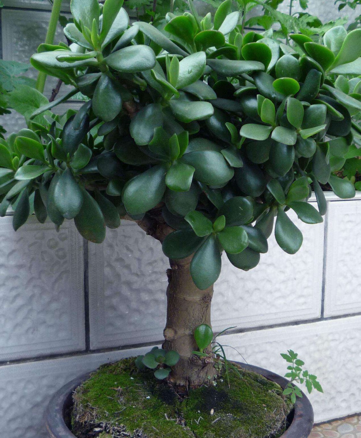 玉树