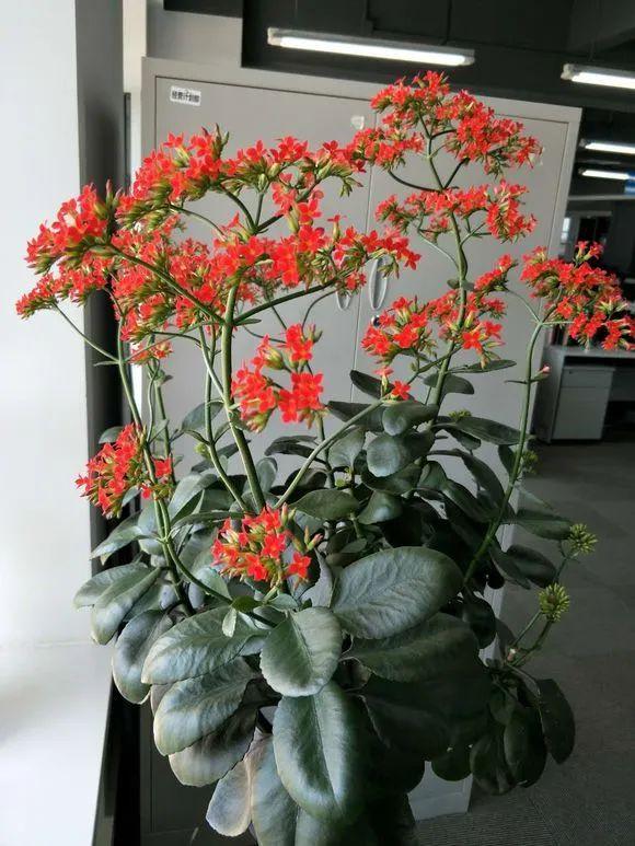 长寿花