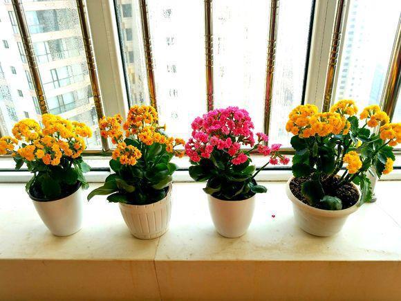 长寿花