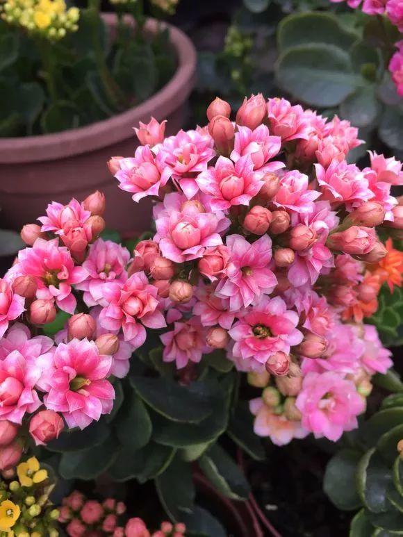 长寿花