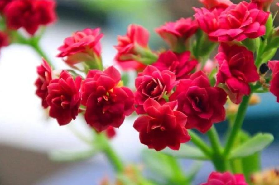 长寿花