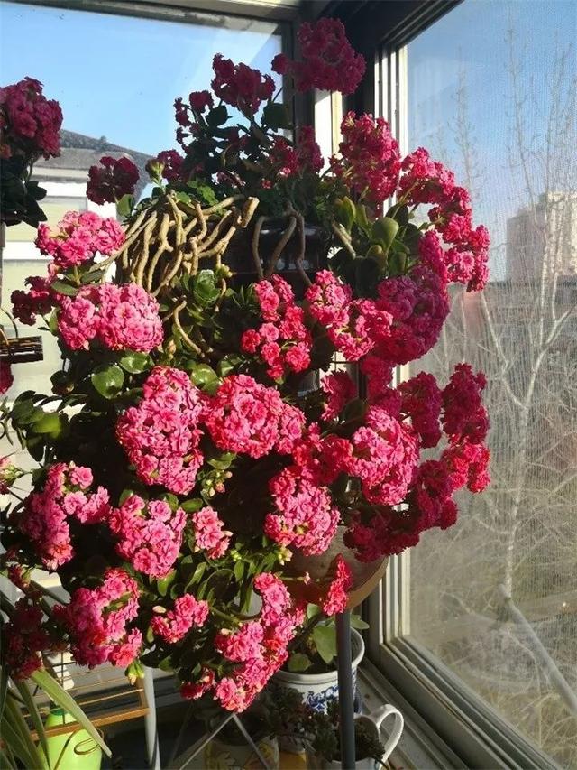 长寿花