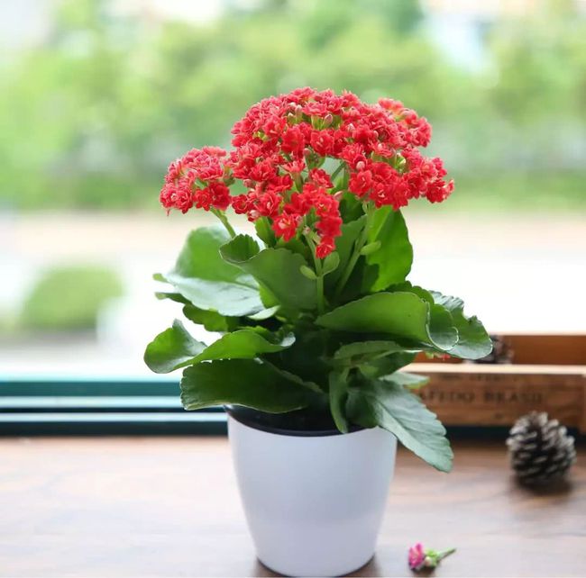 长寿花