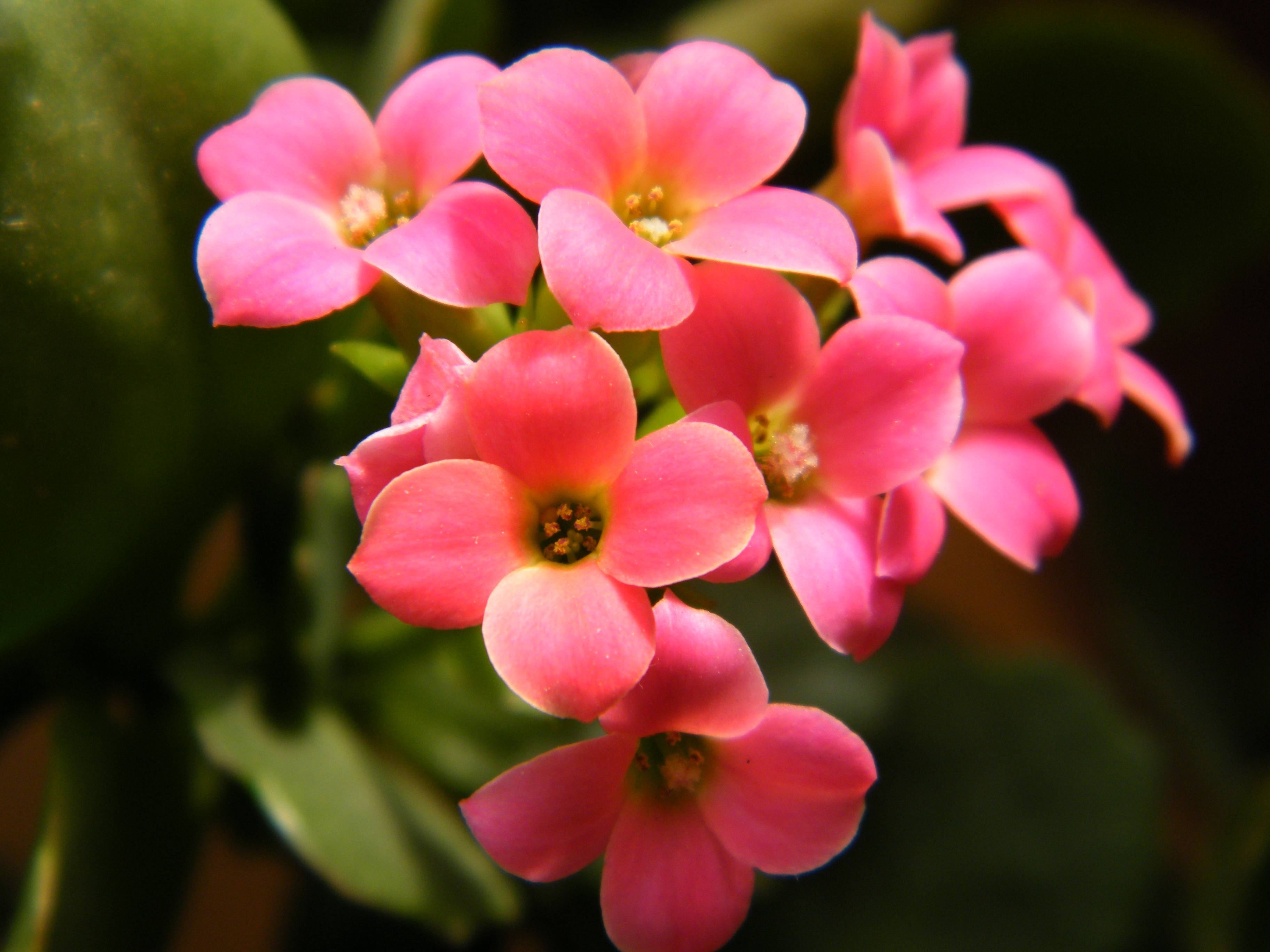 长寿花