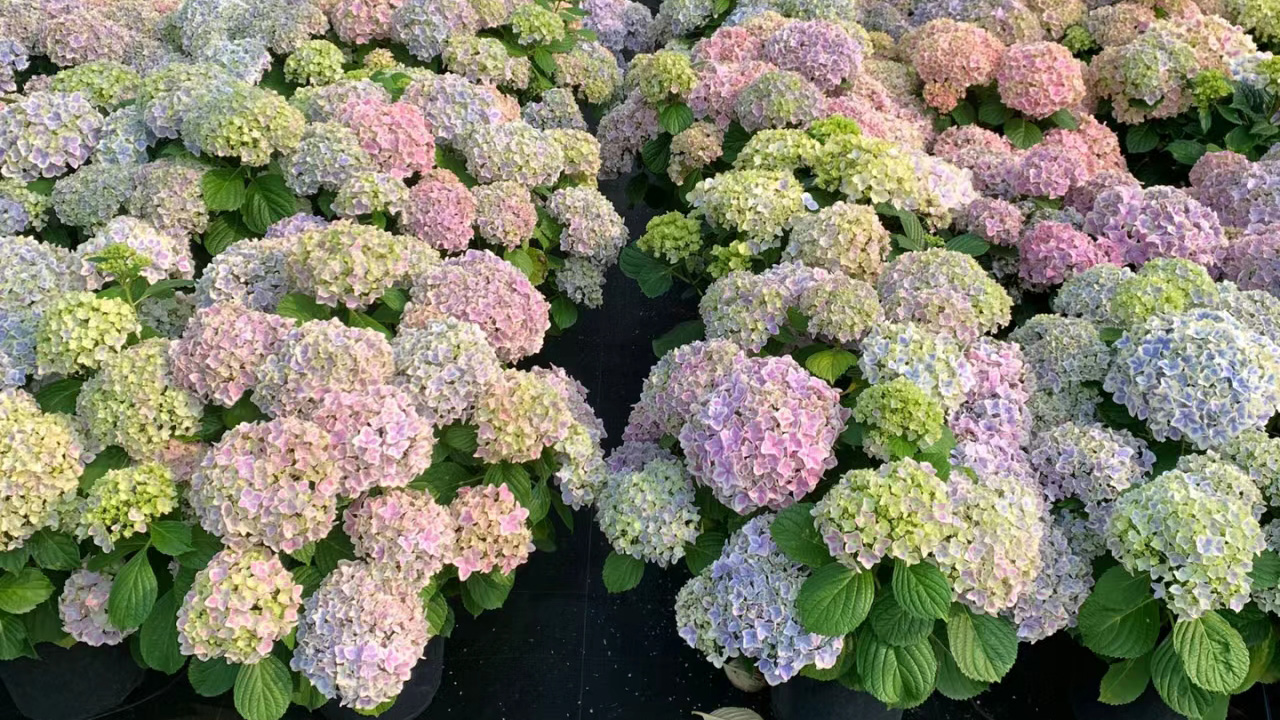 绣球花
