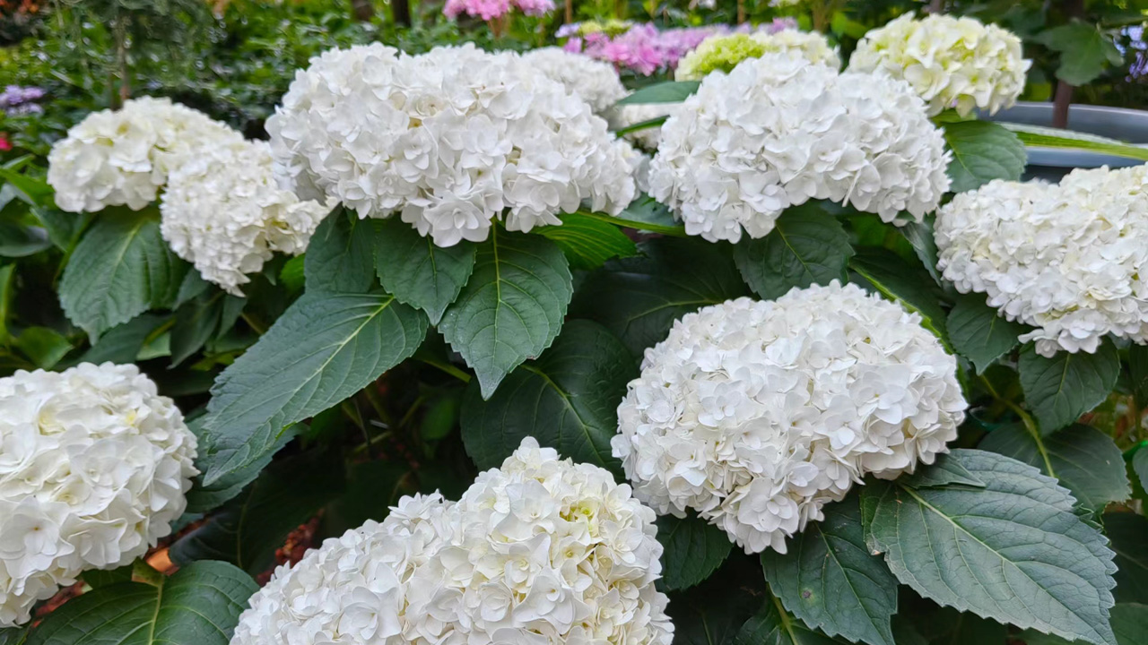 绣球花
