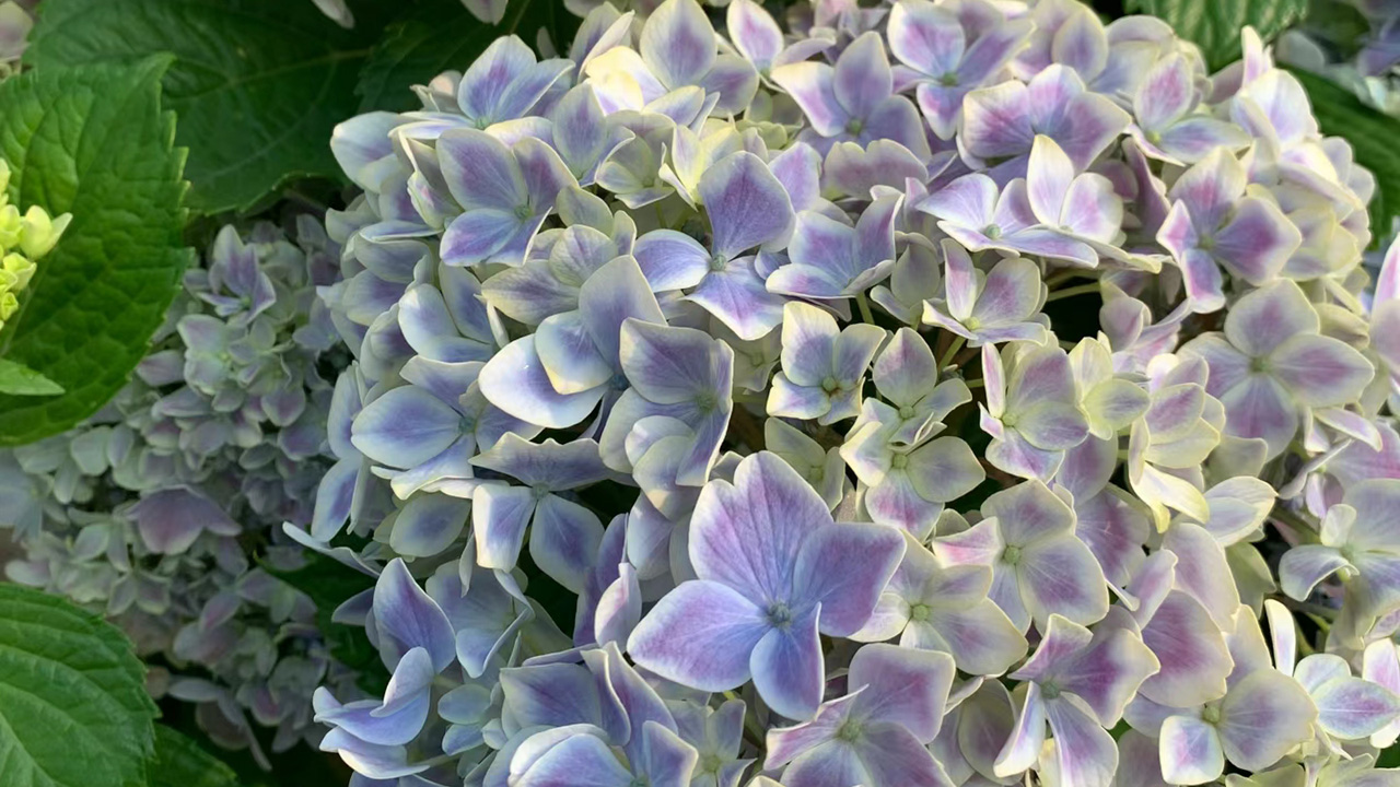 绣球花