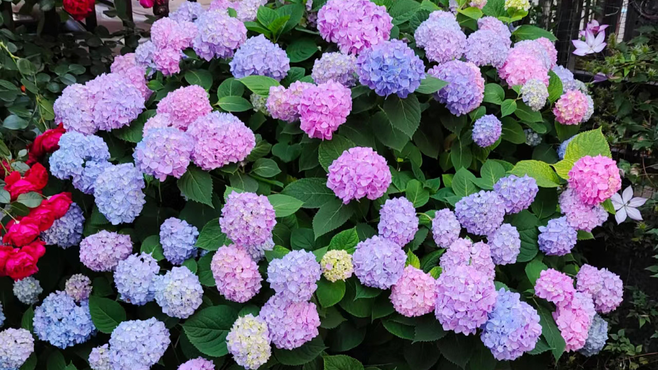 绣球花