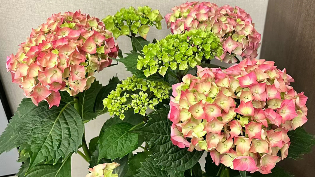 绣球花