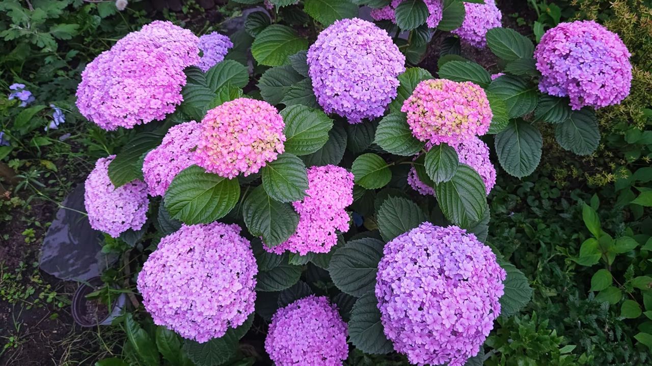 绣球花