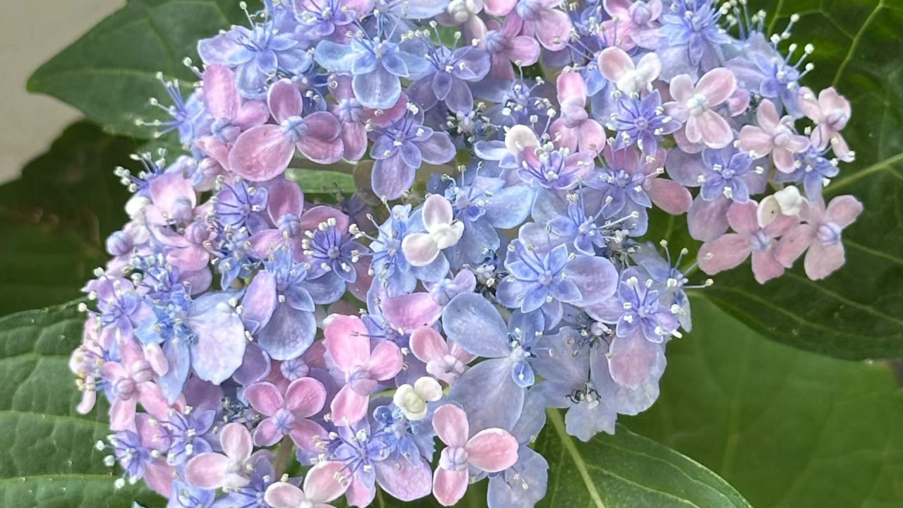 绣球花