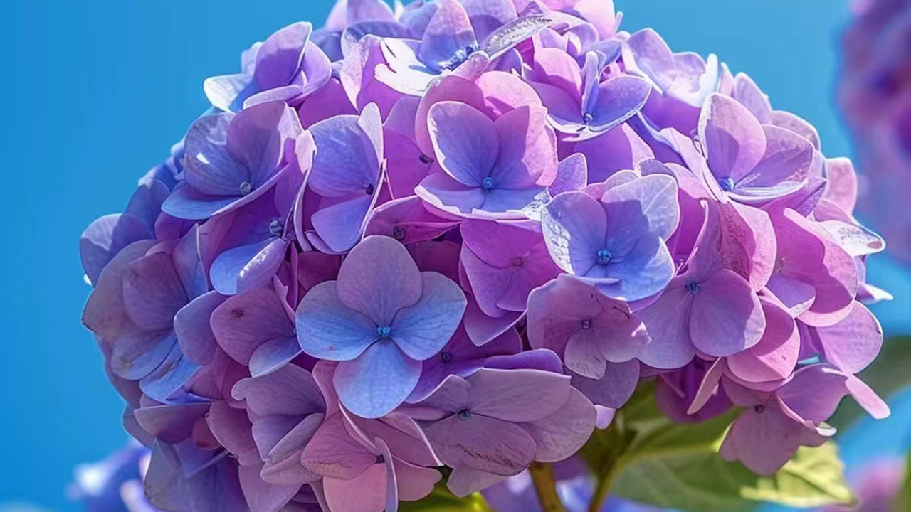 绣球花