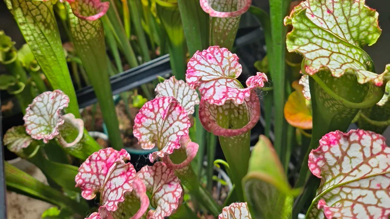 瓶子草