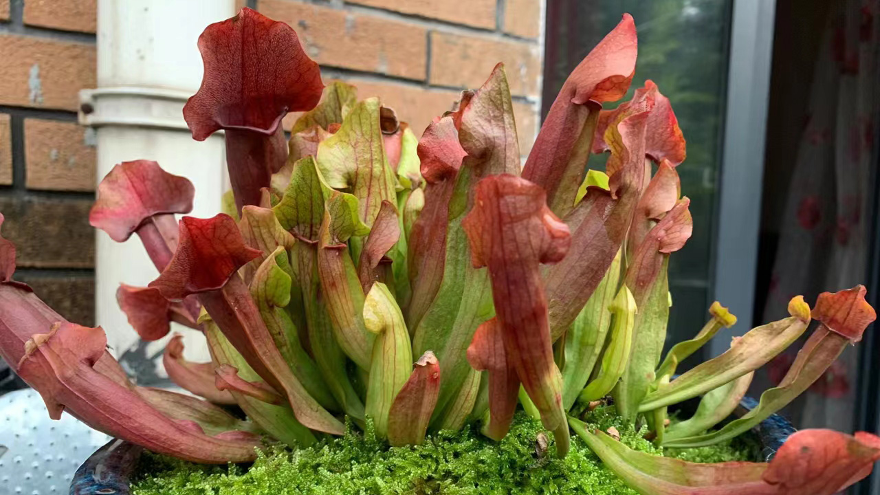 瓶子草