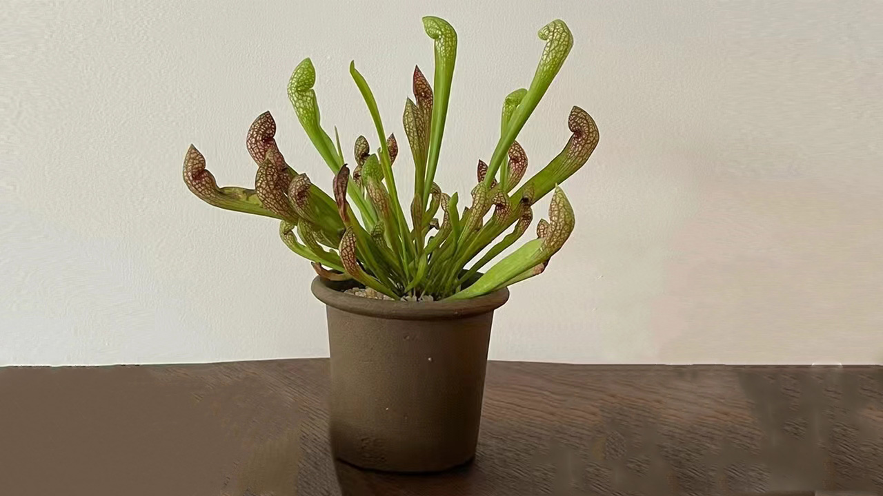 瓶子草