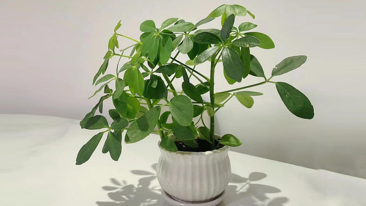 鹅掌柴
