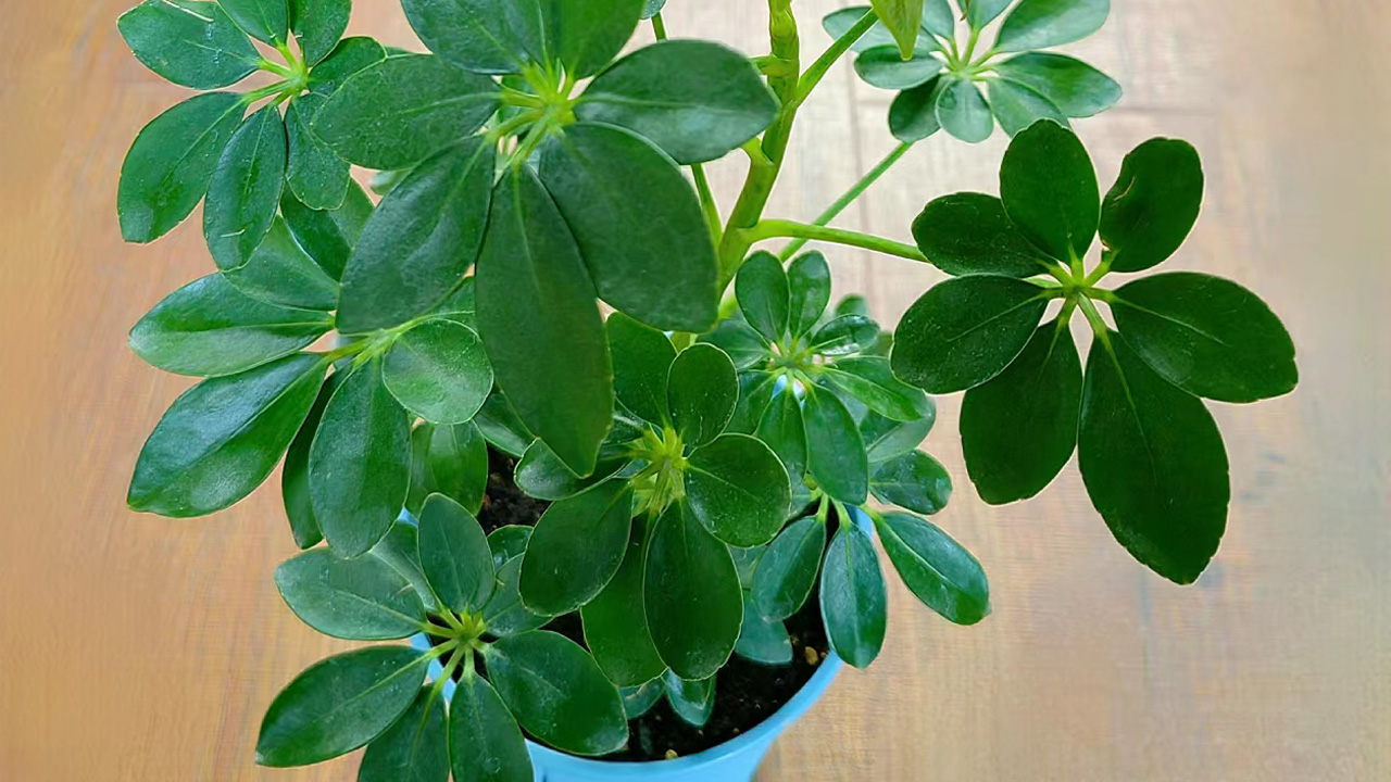 鹅掌柴