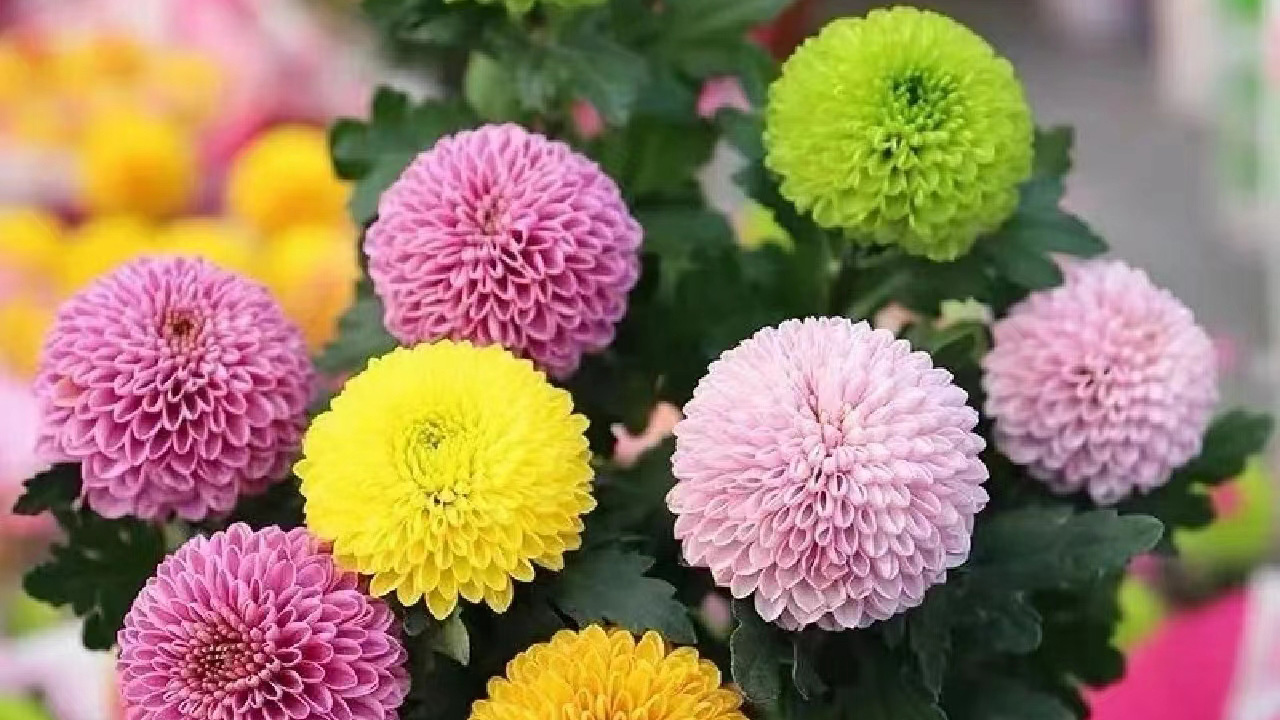 乒乓菊