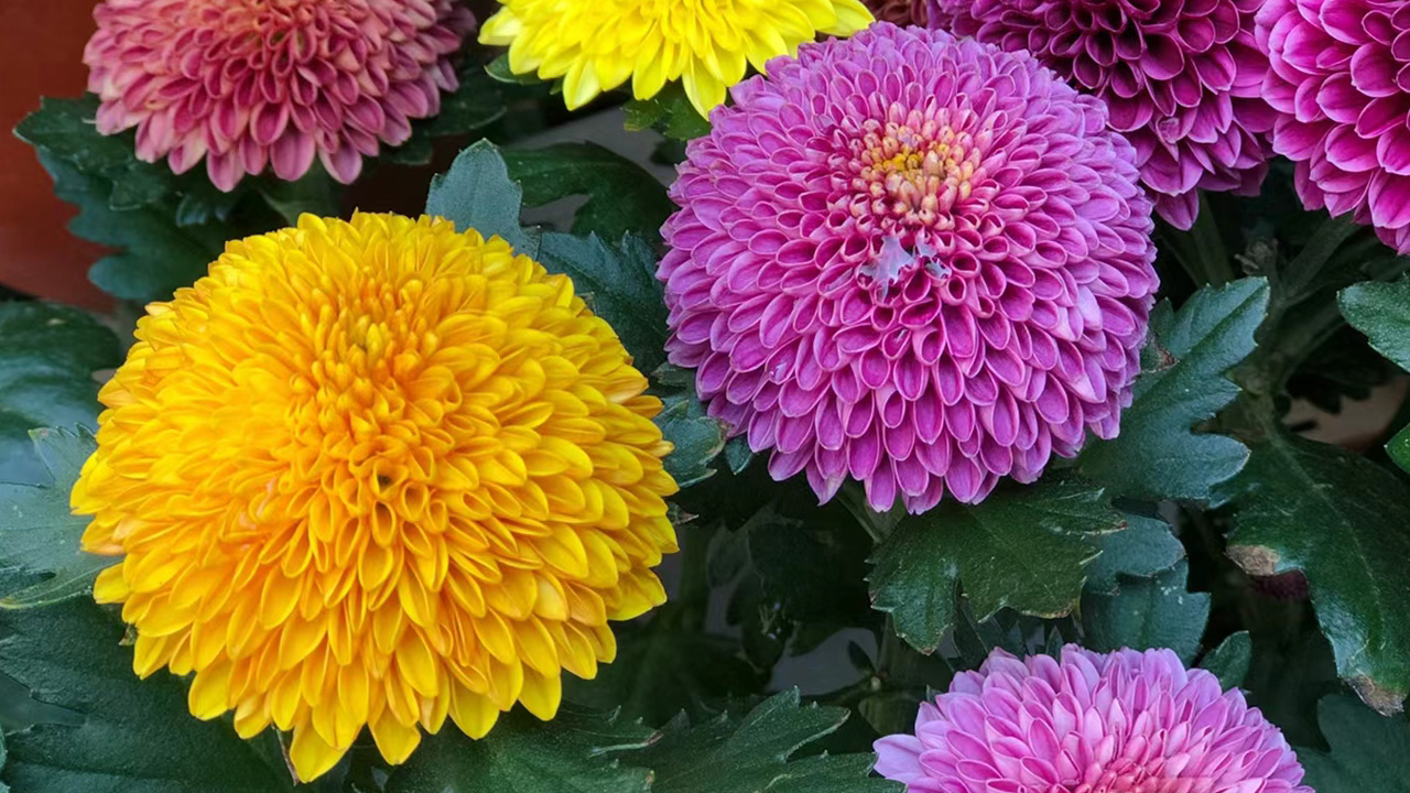 乒乓菊
