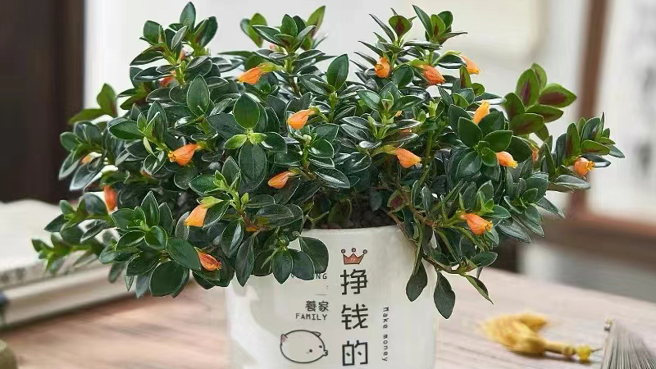 金鱼吊兰
