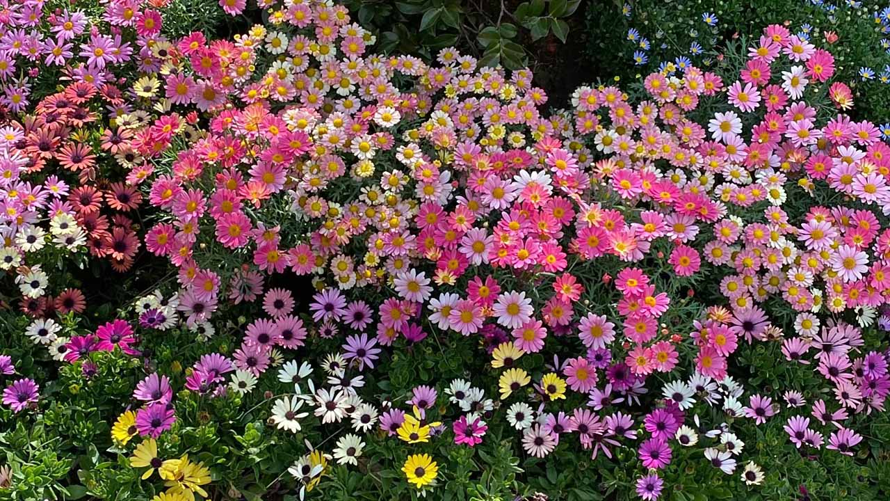 雏菊