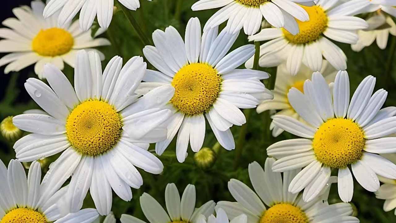 雏菊