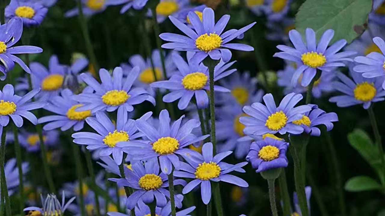 雏菊