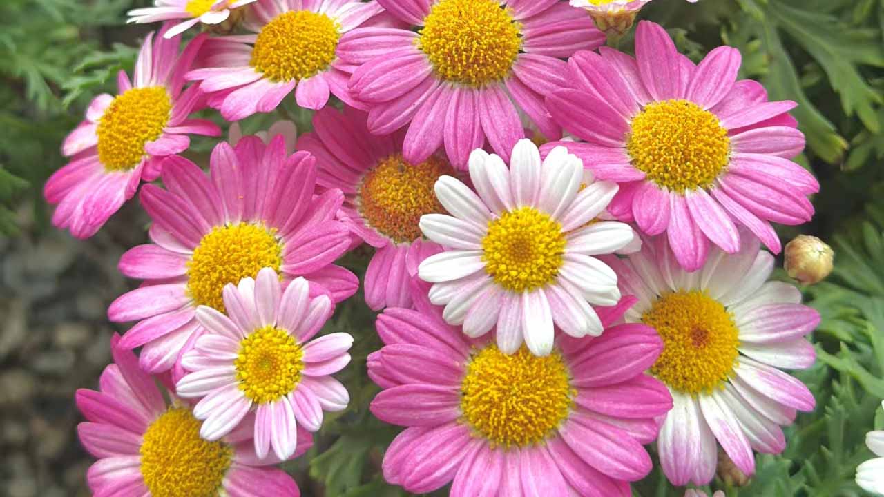 雏菊