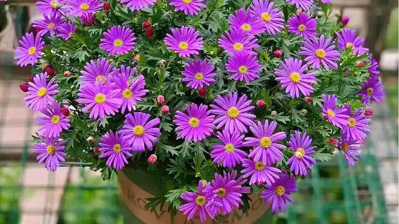 雏菊