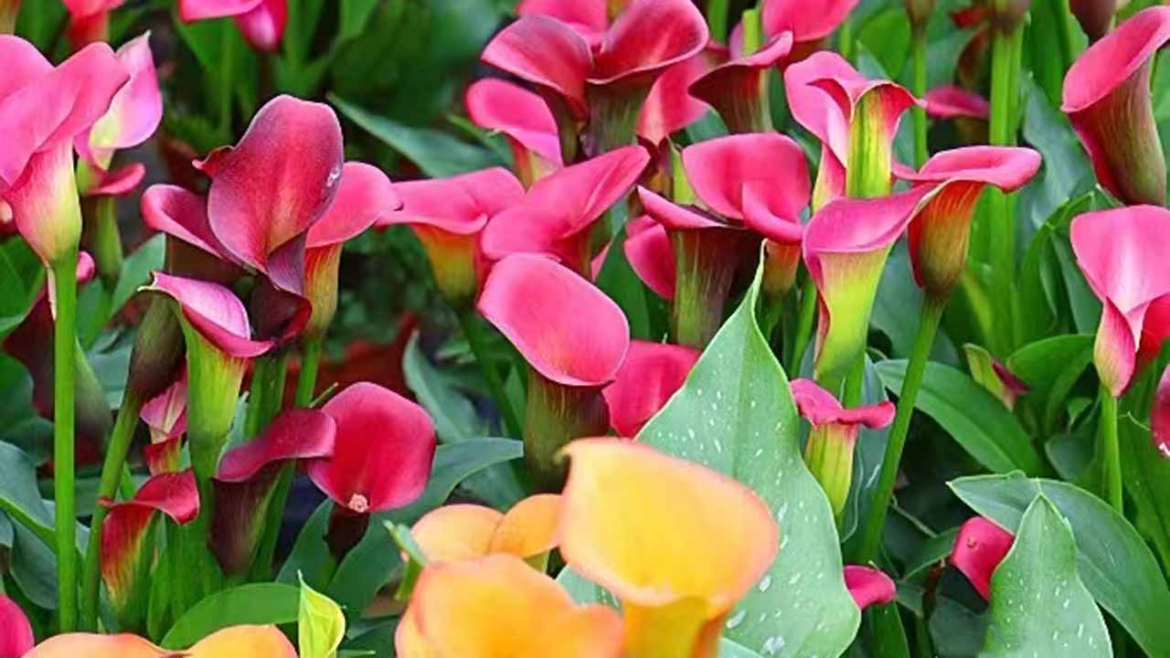 马蹄莲