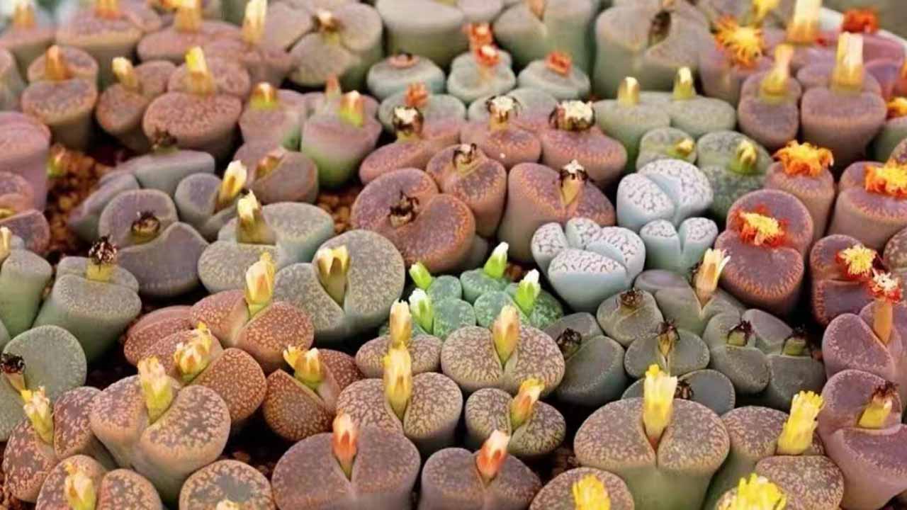 生石花