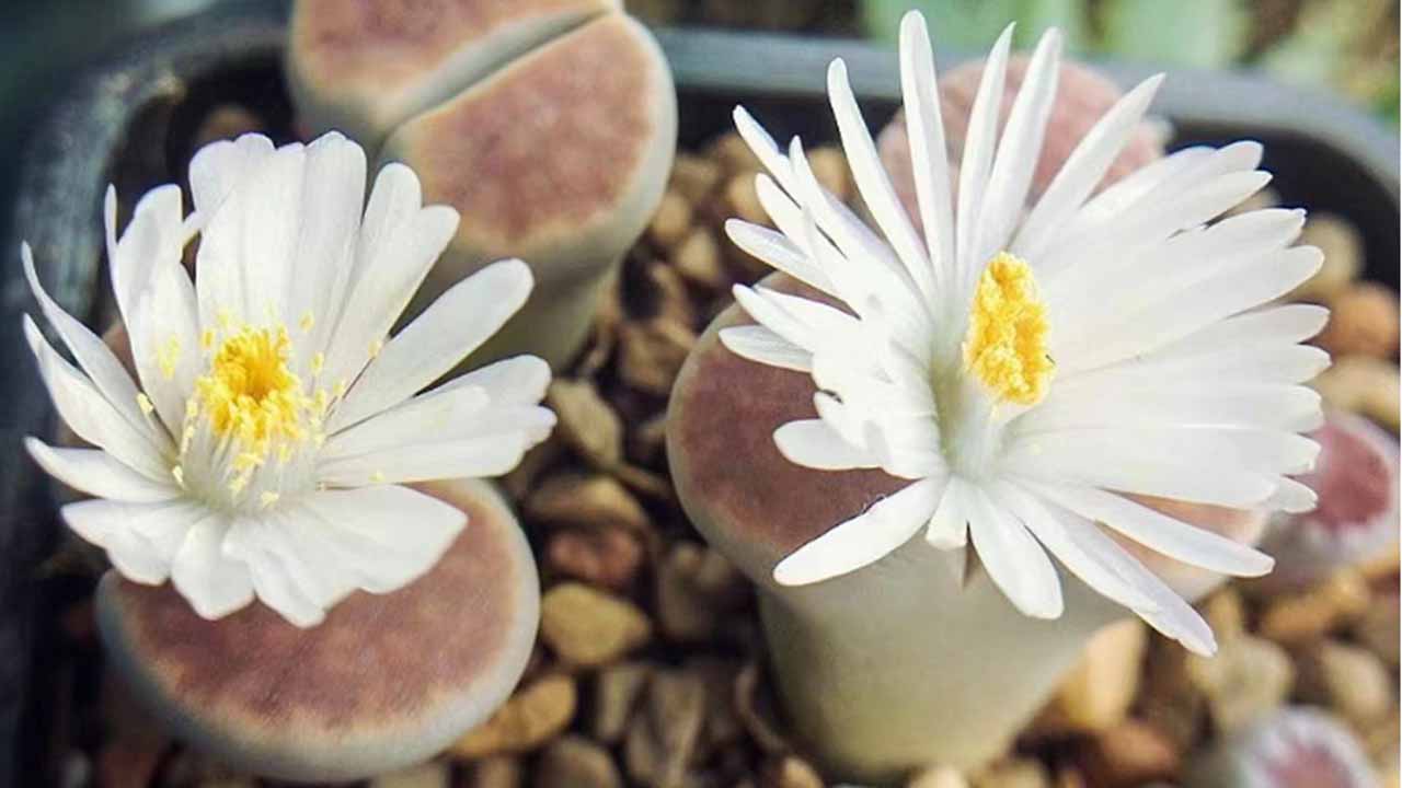 生石花