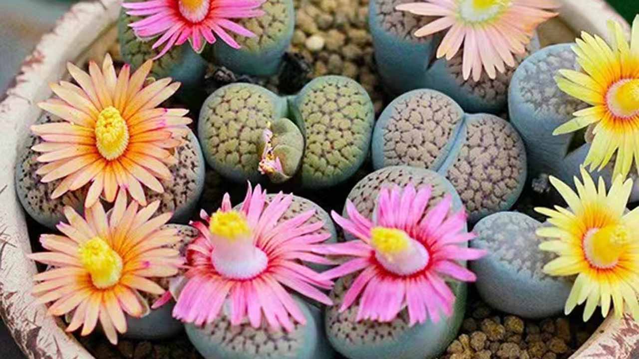 生石花