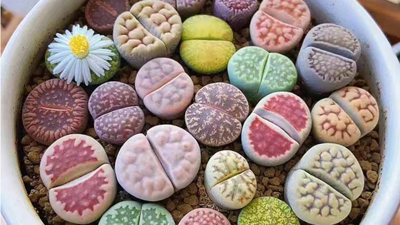 生石花