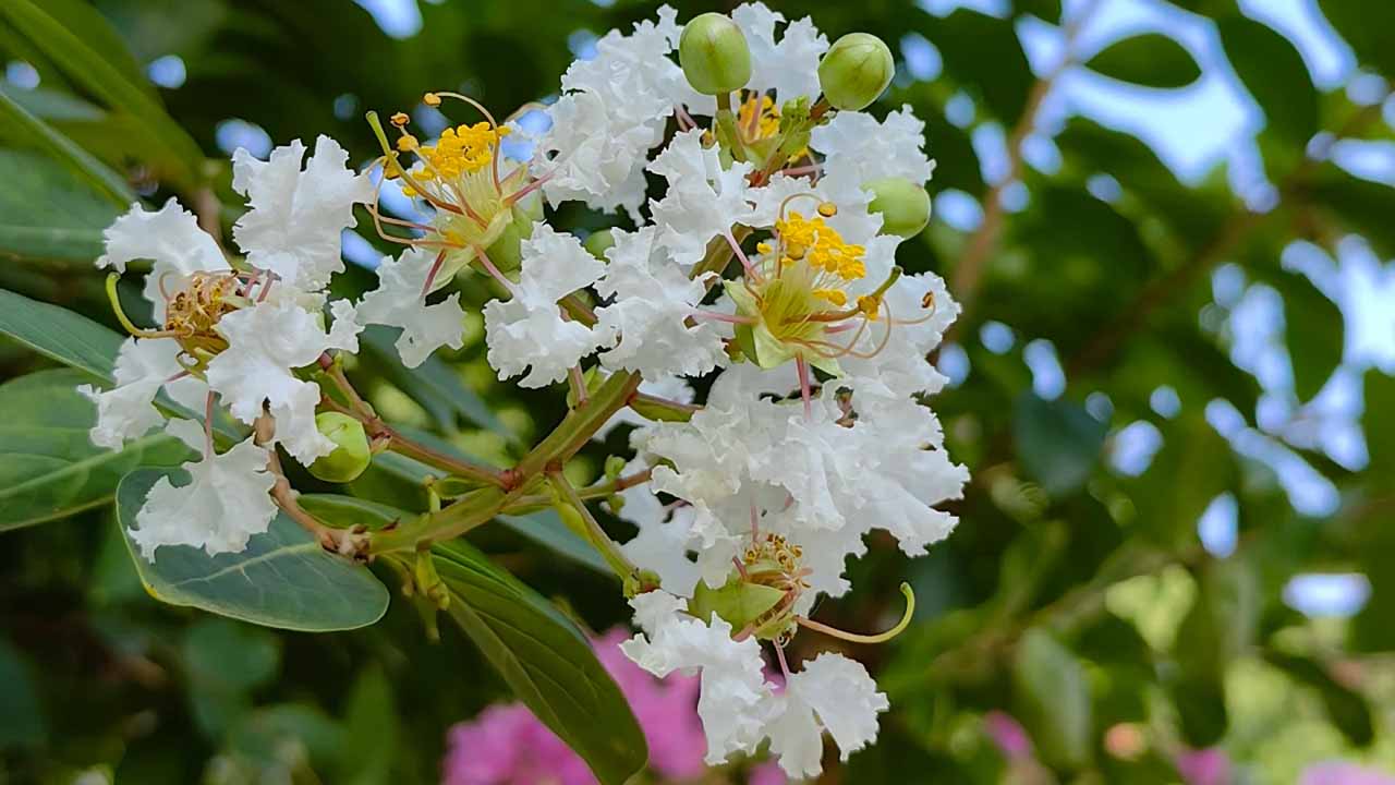 紫薇