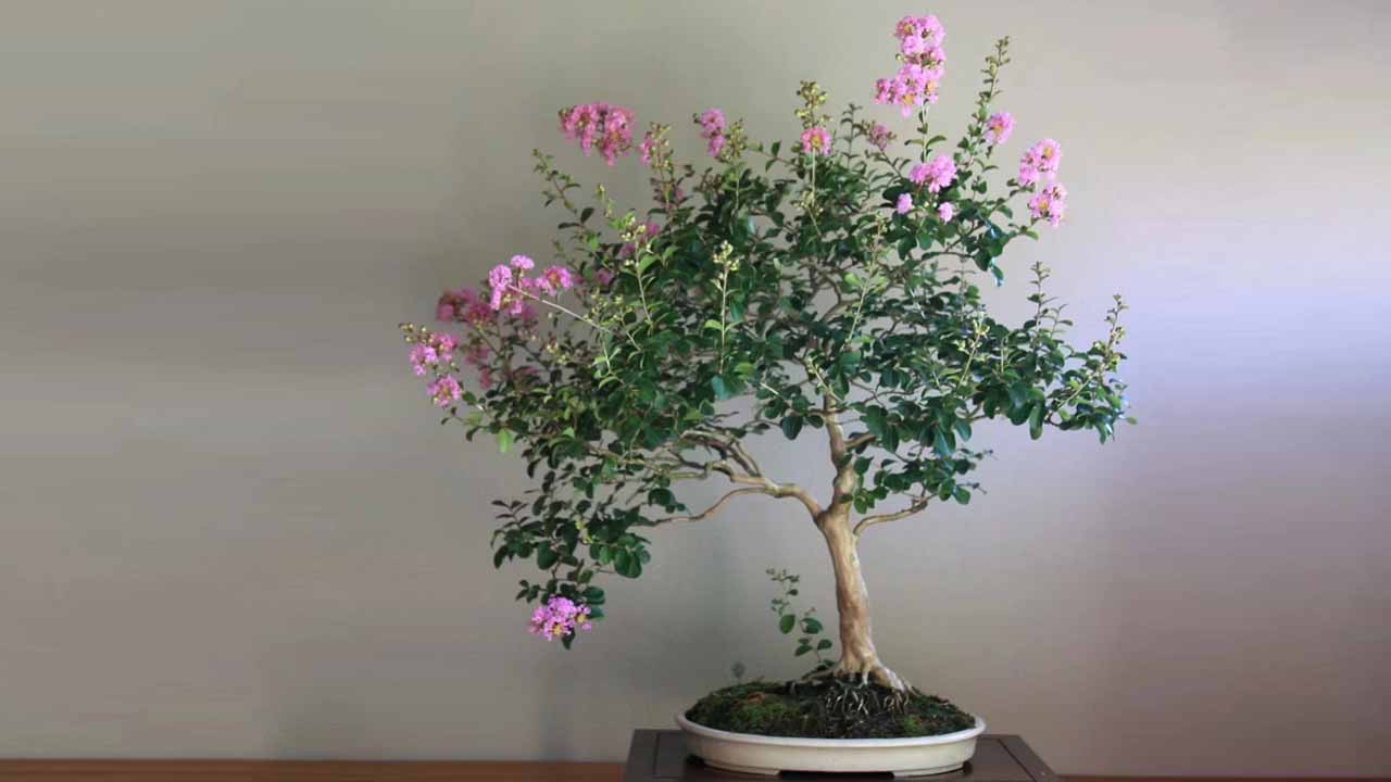 紫薇