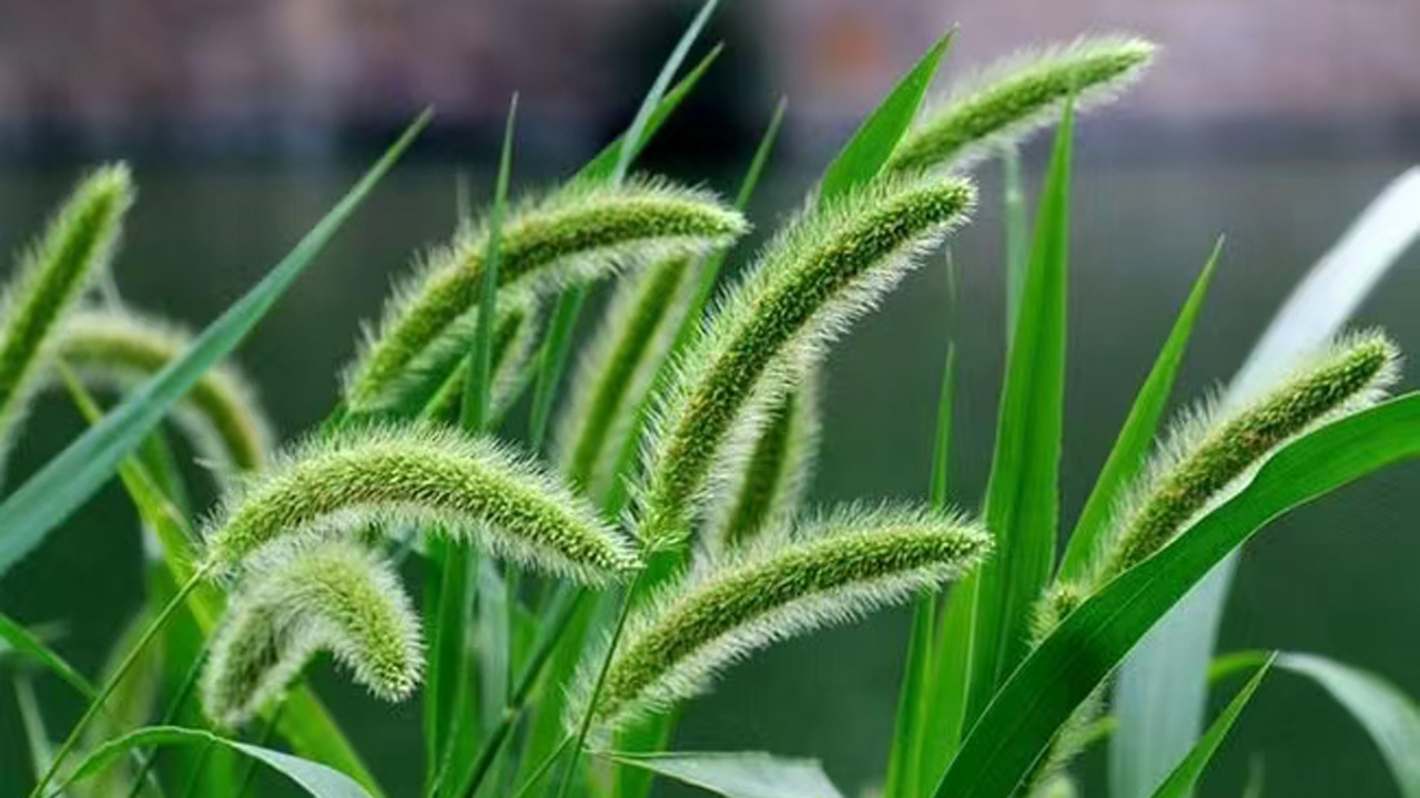 狗尾巴草