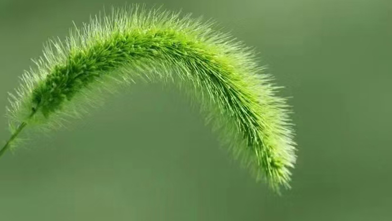 狗尾巴草