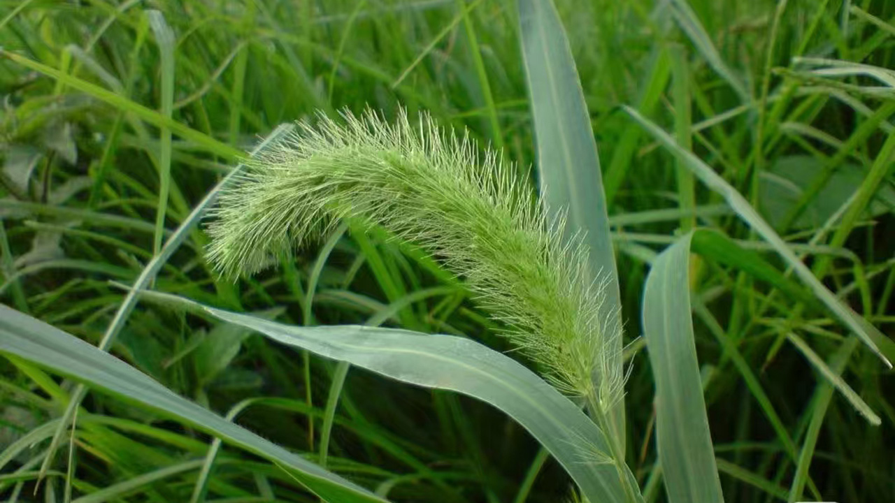 狗尾巴草