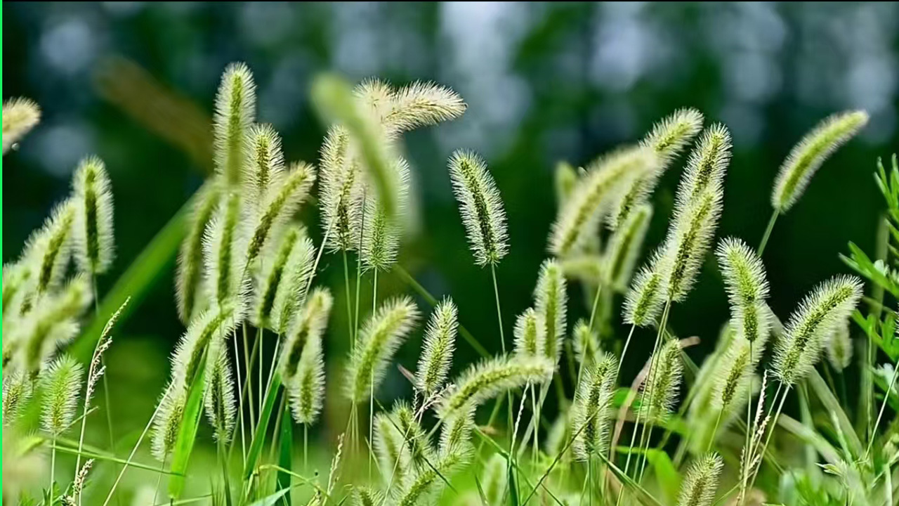 狗尾巴草