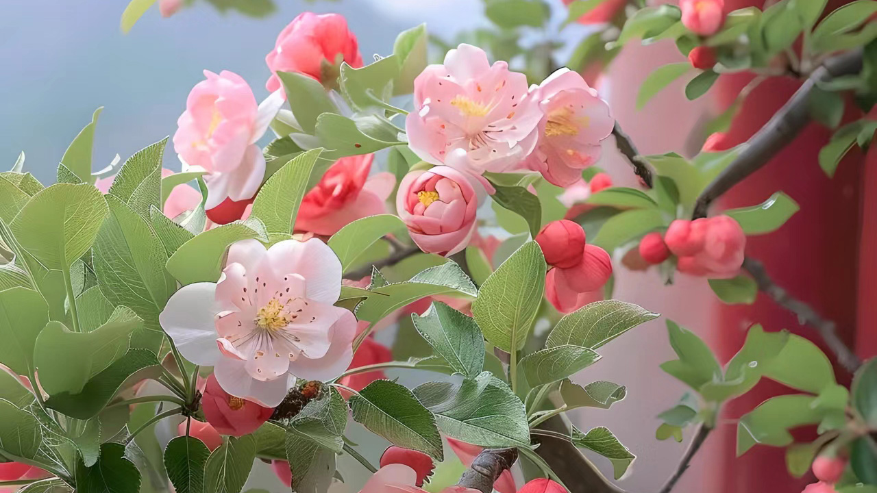 海棠花
