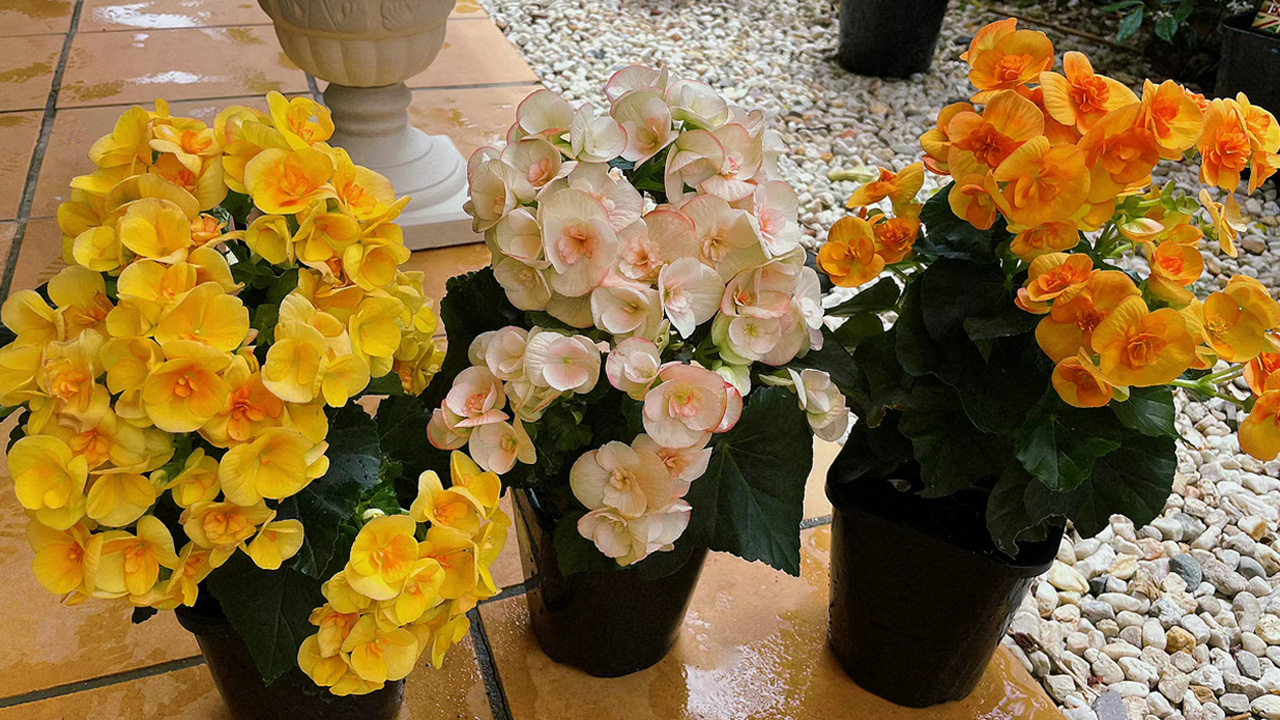 海棠花