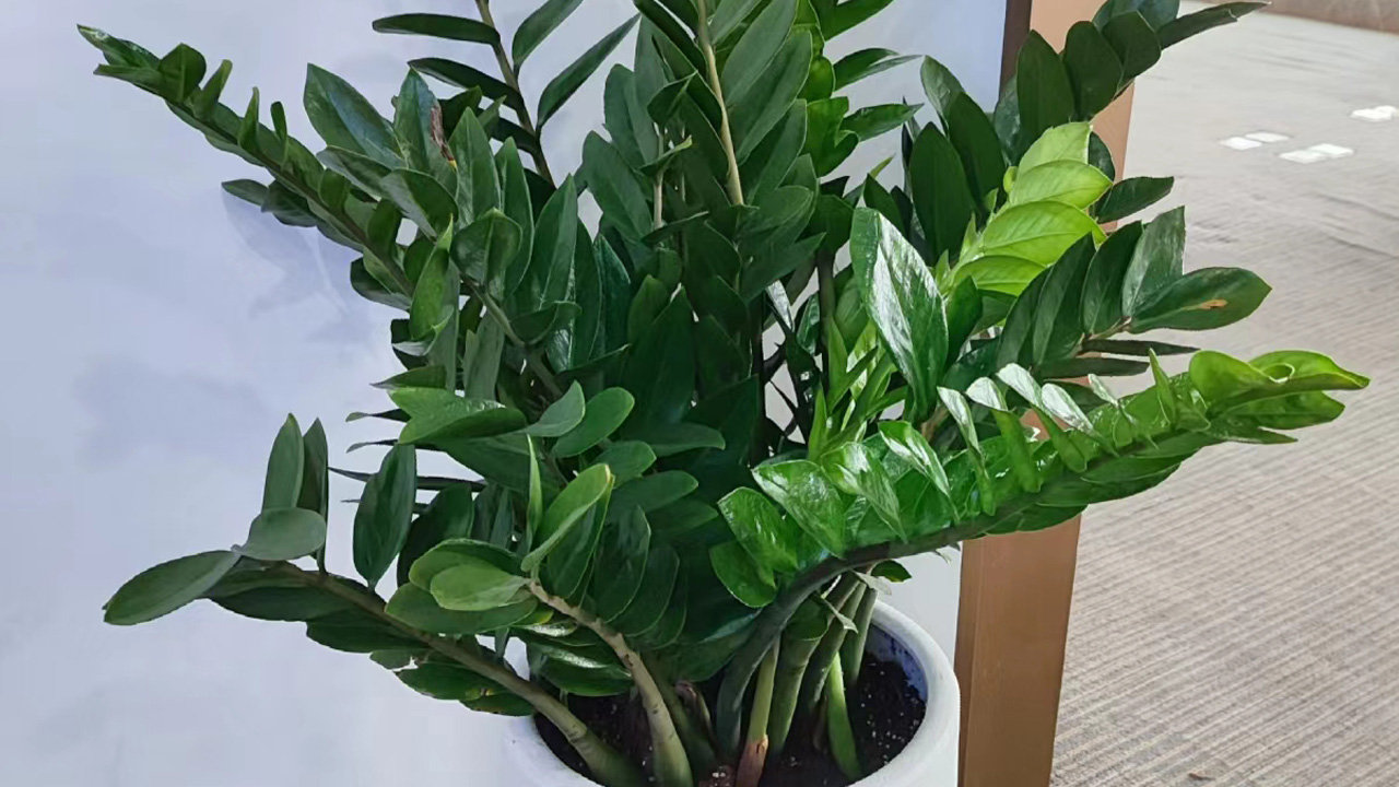 雪铁芋