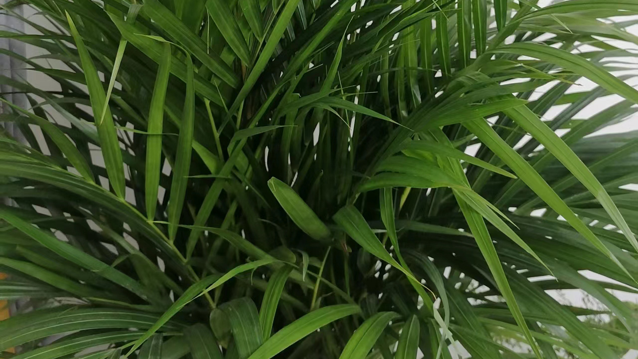 散尾葵