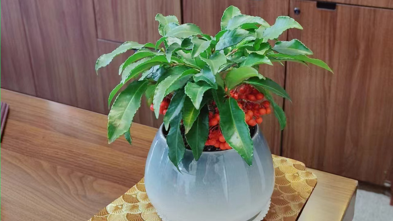 朱砂根
