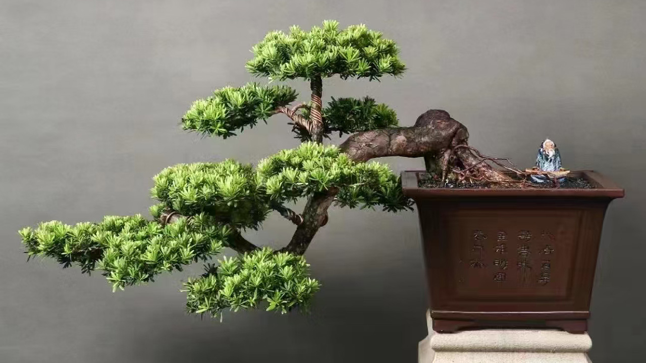 罗汉松