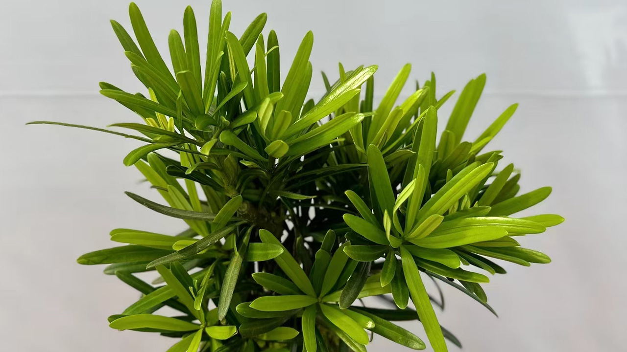 罗汉松