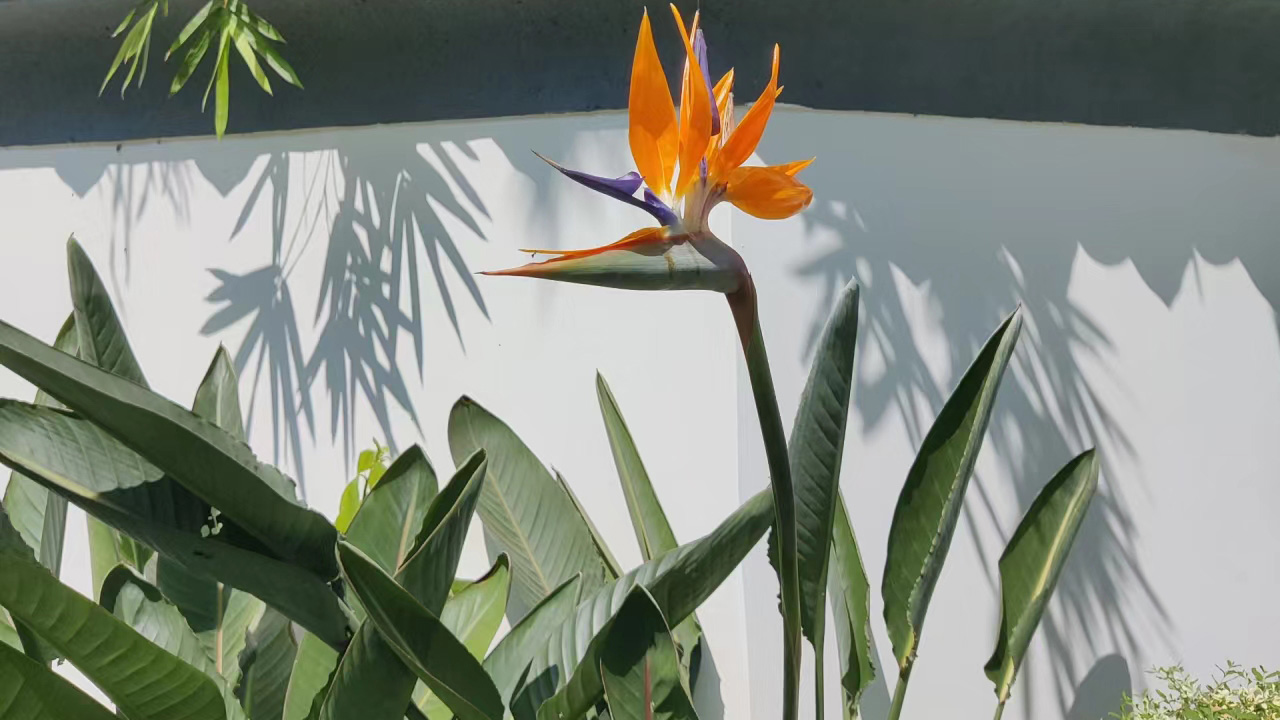 鹤望兰
